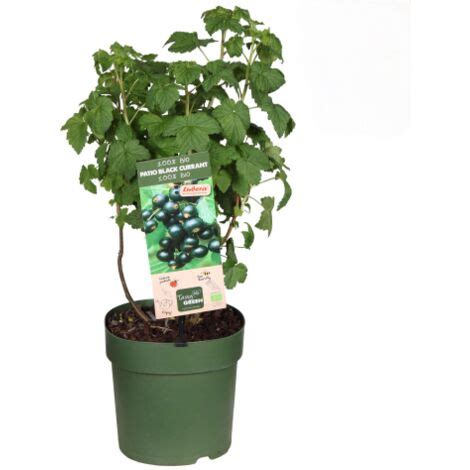 Piante di ribes nero in vaso
