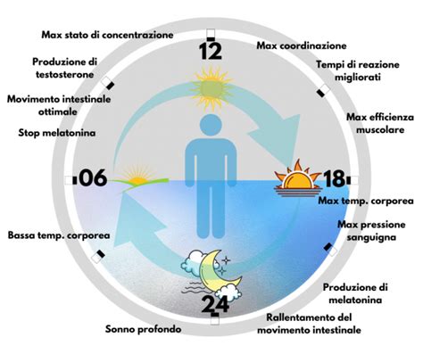 Schema del ritmo circadiano e della produzione di melatonina