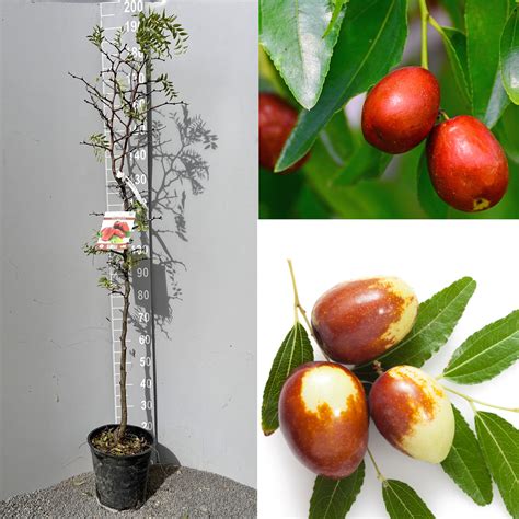 Immagine di Whitania e Giuggiolo