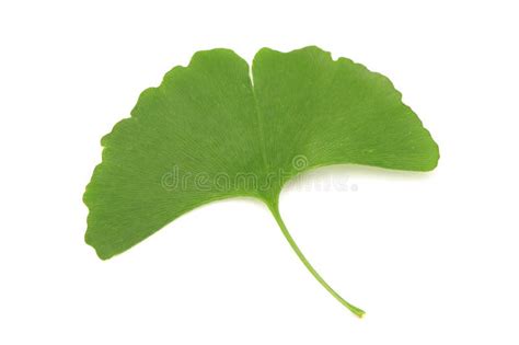 Foglie di Ginkgo Biloba