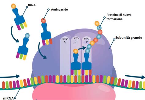 L'anticorpo HMB-45 che si lega alla proteina gp100
