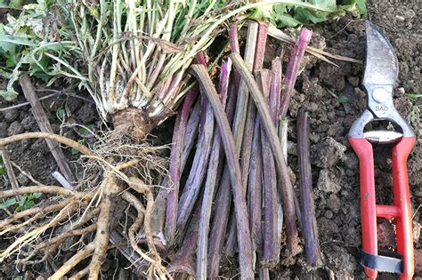 Foglie e radici di Tarassaco