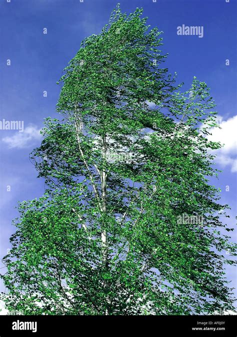 Albero di Betula pubescens in un paesaggio naturale