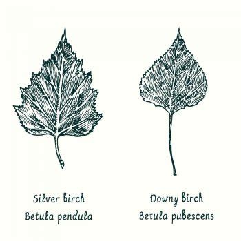 Grafico comparativo Betula pubescens vs Betula pendula