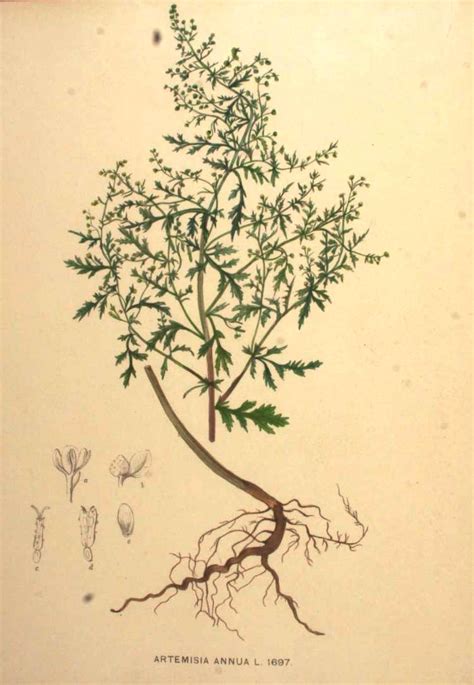 Schema botanico dell'Artemisia Annua