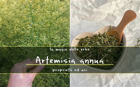 Infografica sui benefici dell'Artemisia Annua