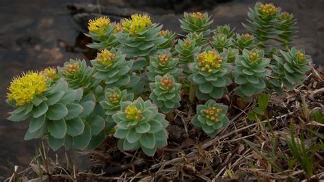 Immagine della pianta Rhodiola rosea