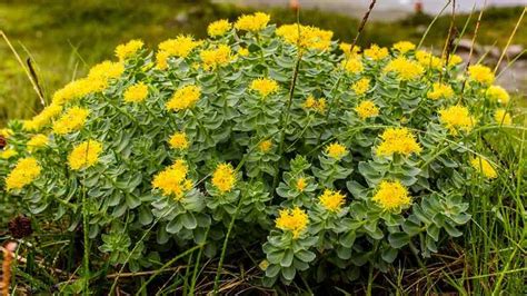 Habitat di montagna della Rhodiola Rosea