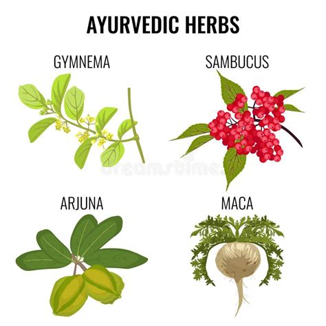 Illustrazione di piante ayurvediche utilizzate per il colesterolo