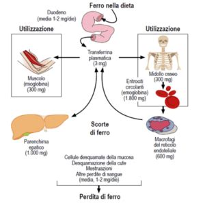 Diagramma che illustra le funzioni del ferro nel corpo di un bambino.