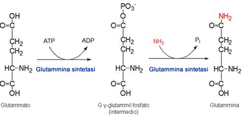 Struttura molecolare della glutammina e dell'arginina