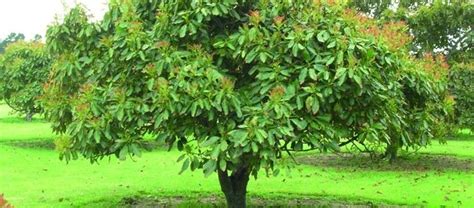 Albero di avocado e i suoi frutti