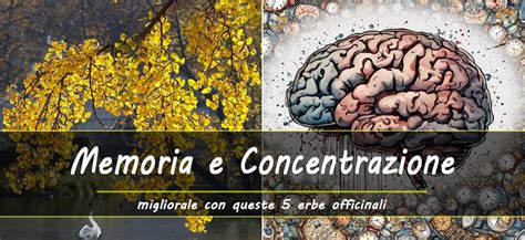 Illustrazione del cervello con elementi che rappresentano concentrazione e memoria