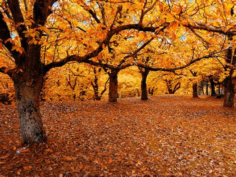 Immagine di un castagneto autunnale