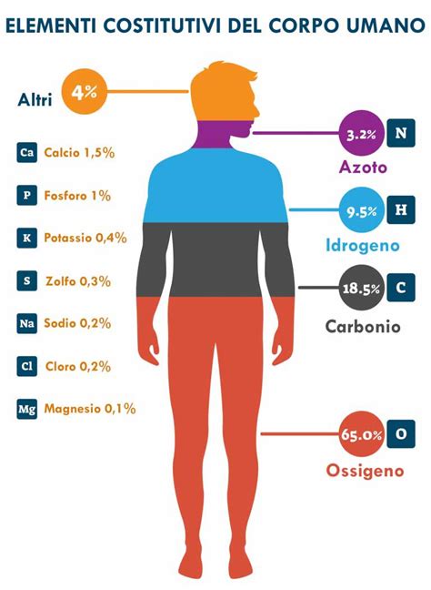 Potassio nel corpo umano