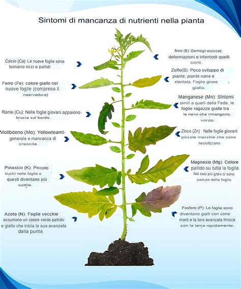 Piante che necessitano di potassio