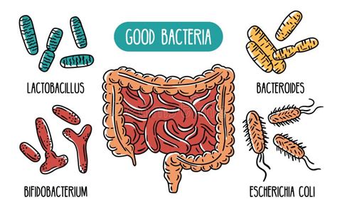 Schema dell'intestino umano con batteri benefici