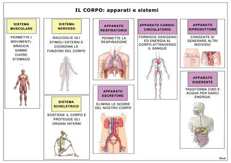Schema del corpo umano e sistema acido-base