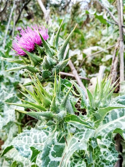 Pianta di cardo mariano con fiori viola e foglie maculate di bianco