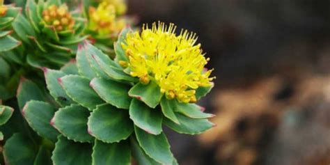 Raffigurazione della pianta di Rhodiola Rosea