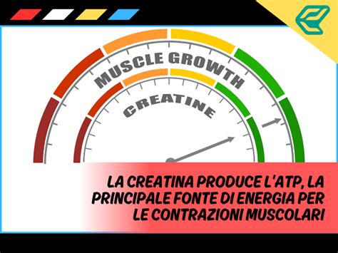Grafico che confronta l'assorbimento di creatina pre e post allenamento