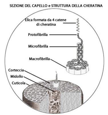 Schema della struttura della cheratina con evidenza dei ponti disolfuro della cistina