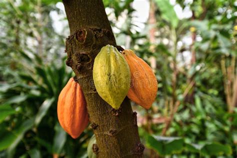 Albero di cacao e fave