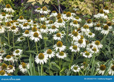 Immagine di una pianta di Echinacea purpurea in fiore.