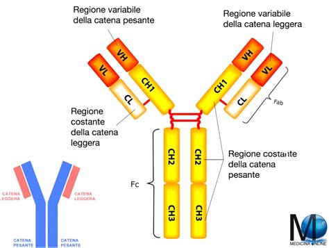 Schema delle immunoglobuline nel corpo