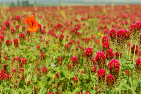 Schema sull'azione degli isoflavoni del trifoglio rosso