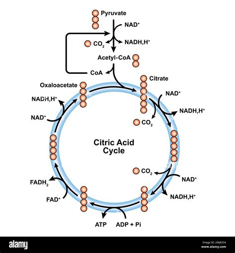 Diagramma del ciclo dell'acido citrico