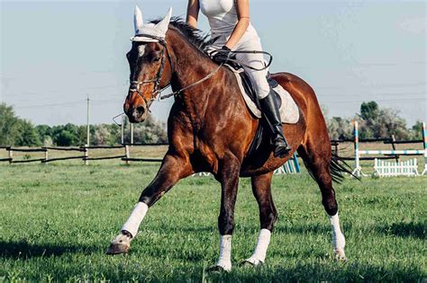 Infografica sull'equilibrio elettrolitico nei cavalli