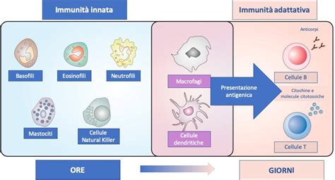Schema del sistema immunitario e delle sue componenti