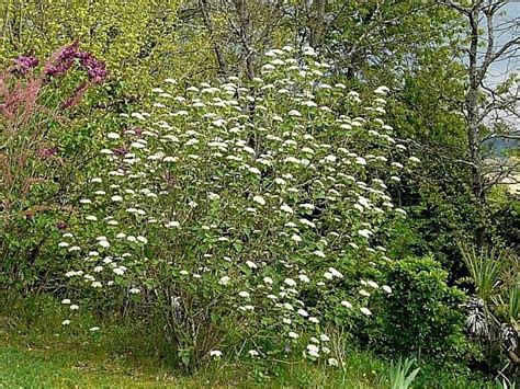 Viburnum lantana con foglie e corteccia