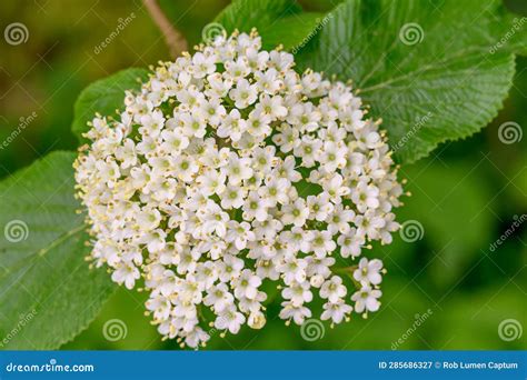 Habitat naturale del Viburnum lantana