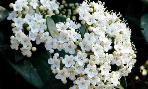 Differenze tra specie di Viburno