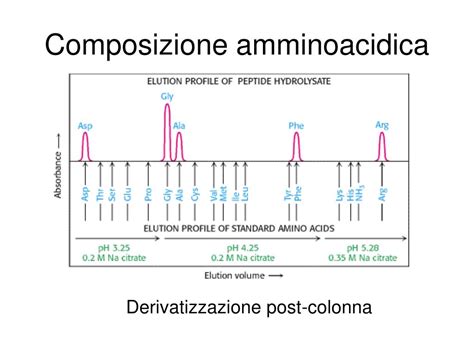 Grafico che mostra la composizione aminoacidica delle proteine isolate del siero del latte