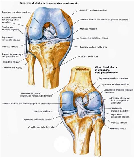 Schema anatomico dell'articolazione del ginocchio con evidenziazione della cartilagine