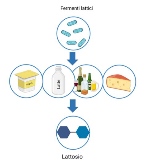 Grafico con i principali generi di fermenti lattici e le loro funzioni