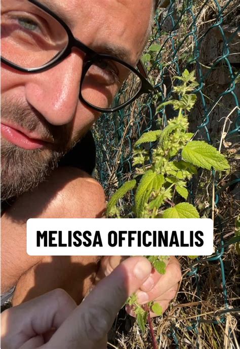 Infografica con i benefici della melissa per il sonno