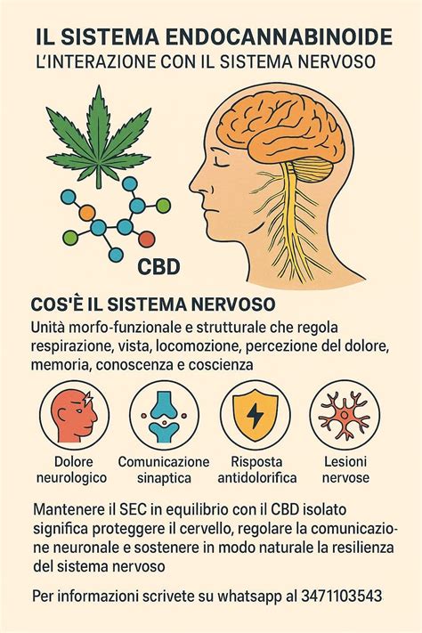 Schema sull'interazione del CBD con il sistema endocannabinoide