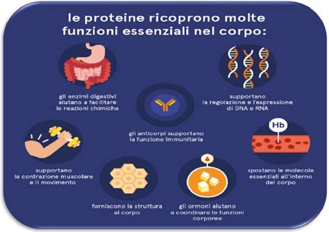 Schema delle funzioni della biotina nell'organismo