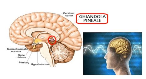 Diagramma della ghiandola pineale nel cervello