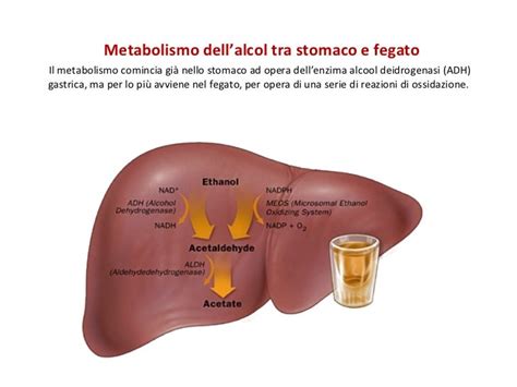Schema del metabolismo dell'alcol nel corpo