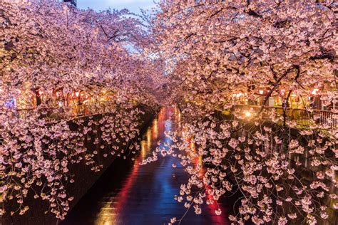 Festa Hanami in Giappone con consumo di sake