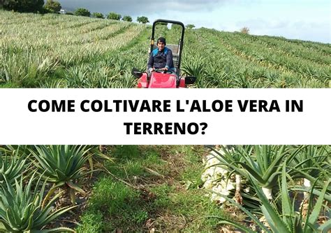 Coltivazione di Aloe Vera