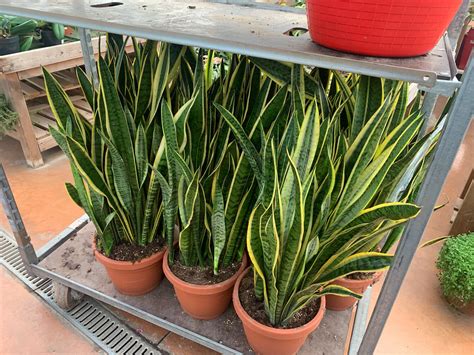 Pianta Sansevieria