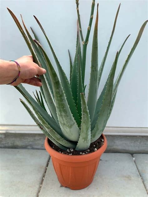 Pianta Aloe Vera
