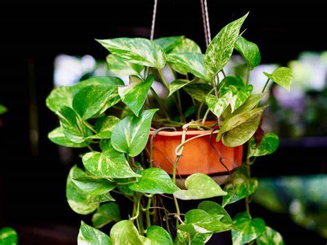 Pianta Pothos