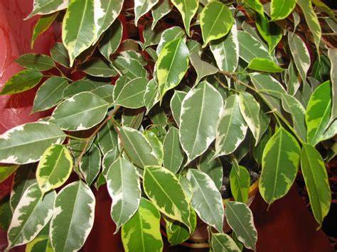 Pianta Ficus Benjamina